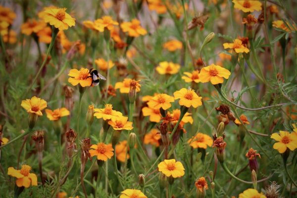 student flower, flower meadow, tagetes tenuifolia-8198564.jpg